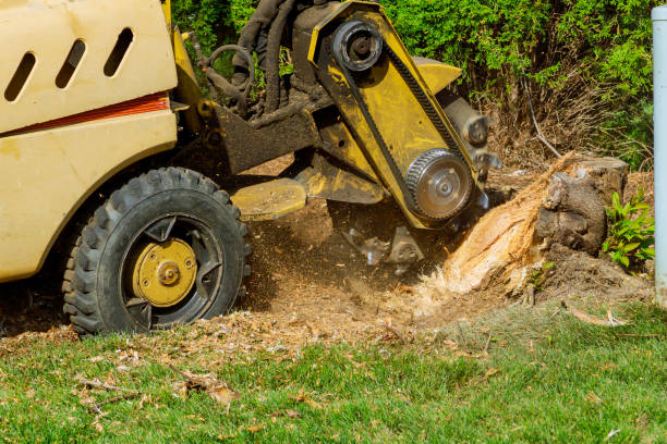 Best Aeration Services  in Hinton, WV